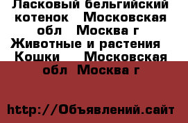 Ласковый бельгийский котенок - Московская обл., Москва г. Животные и растения » Кошки   . Московская обл.,Москва г.